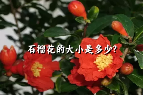 石榴花的大小是多少?