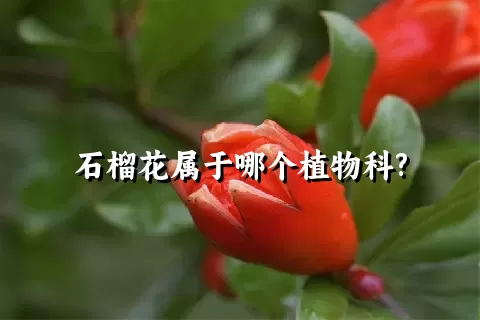 石榴花属于哪个植物科?