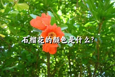 石榴花的颜色是什么?