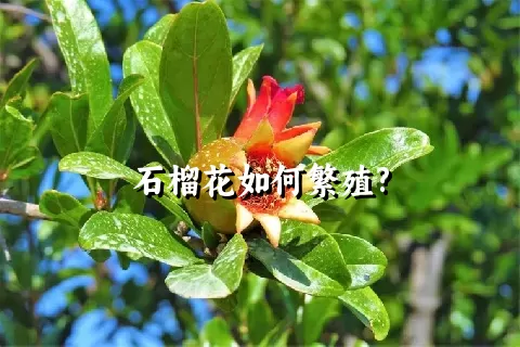 石榴花如何繁殖?