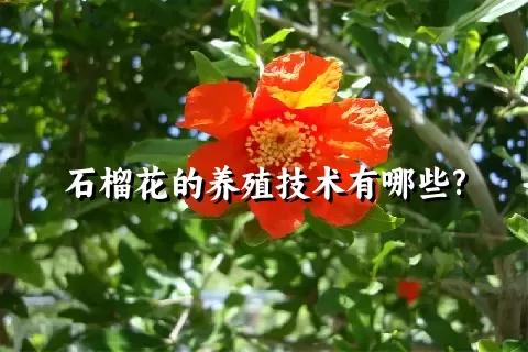 石榴花的养殖技术有哪些?