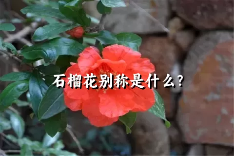 石榴花别称是什么？