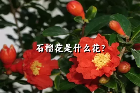 石榴花是什么花？