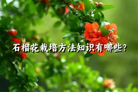 石榴花栽培方法知识有哪些？