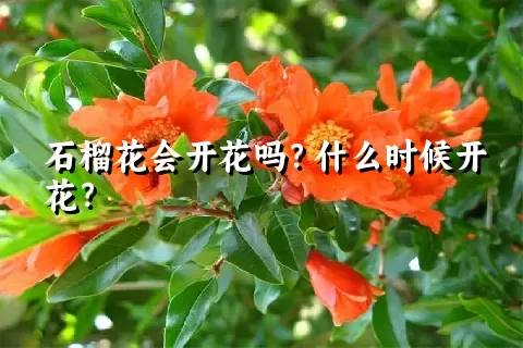 石榴花会开花吗？什么时候开花？