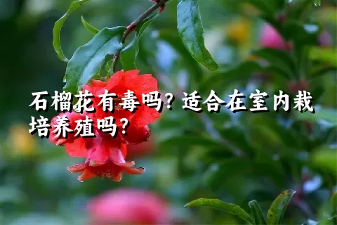 石榴花有毒吗？适合在室内栽培养殖吗？