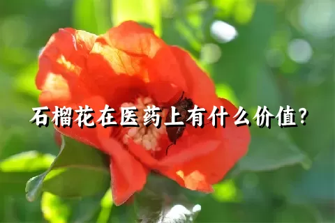 石榴花在医药上有什么价值？