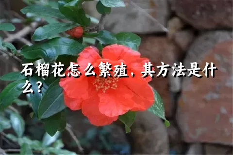 石榴花怎么繁殖，其方法是什么？