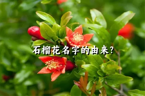 石榴花名字的由来？