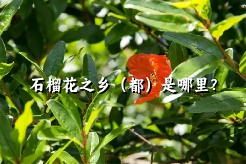 石榴花之乡（都）是哪里？