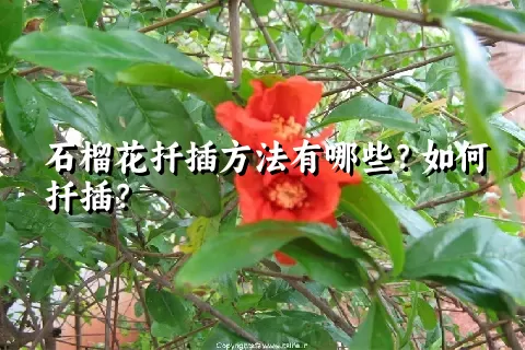 石榴花扦插方法有哪些？如何扦插？