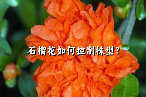 石榴花如何控制株型？