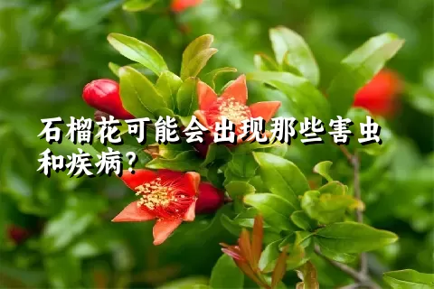 石榴花可能会出现那些害虫和疾病？