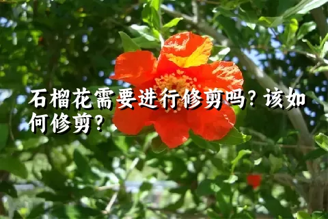 石榴花需要进行修剪吗？该如何修剪？