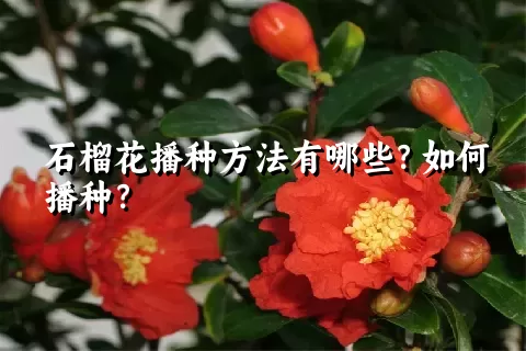 石榴花播种方法有哪些？如何播种？