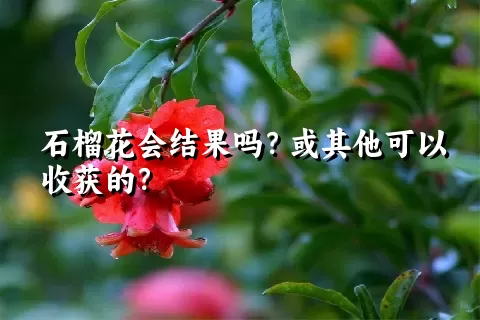 石榴花会结果吗？或其他可以收获的？