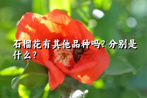 石榴花有其他品种吗？分别是什么？