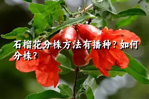 石榴花分株方法有播种？如何分株？