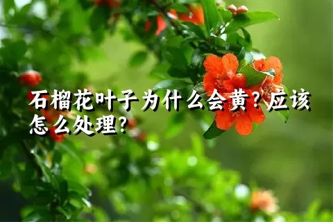 石榴花叶子为什么会黄？应该怎么处理？