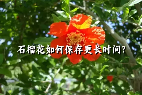 石榴花如何保存更长时间？