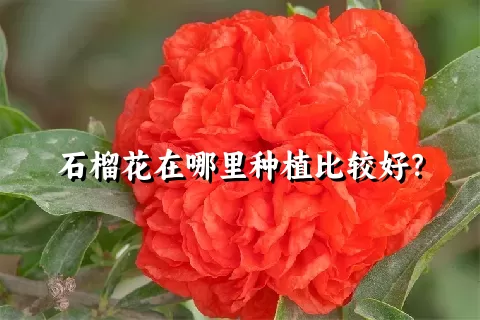 石榴花在哪里种植比较好？