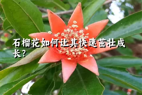 石榴花如何让其快速茁壮成长？