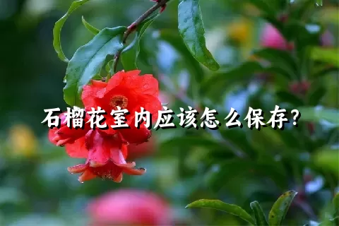 石榴花室内应该怎么保存？