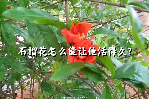 石榴花怎么能让他活得久？