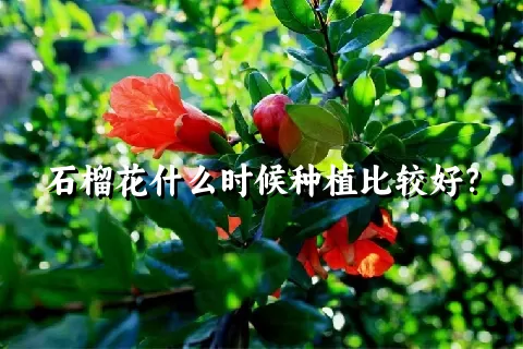 石榴花什么时候种植比较好？