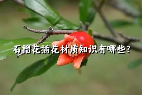 石榴花插花材质知识有哪些？