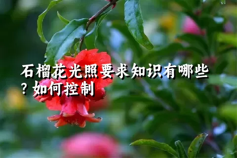 石榴花光照要求知识有哪些？如何控制