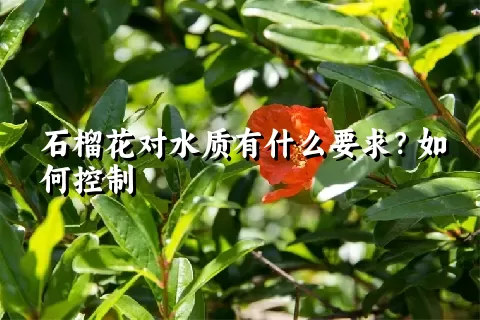 石榴花对水质有什么要求？如何控制