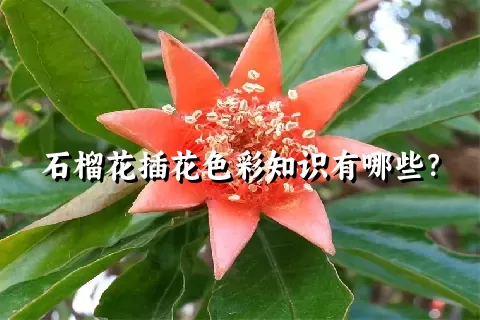 石榴花插花色彩知识有哪些？