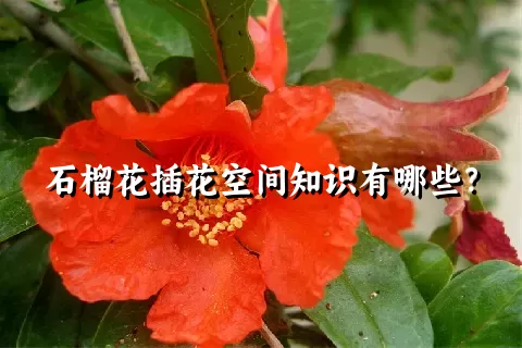 石榴花插花空间知识有哪些？