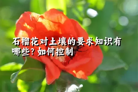 石榴花对土壤的要求知识有哪些？如何控制