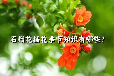 石榴花插花季节知识有哪些？