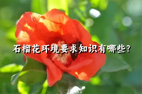 石榴花环境要求知识有哪些？