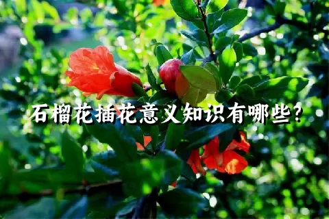 石榴花插花意义知识有哪些？