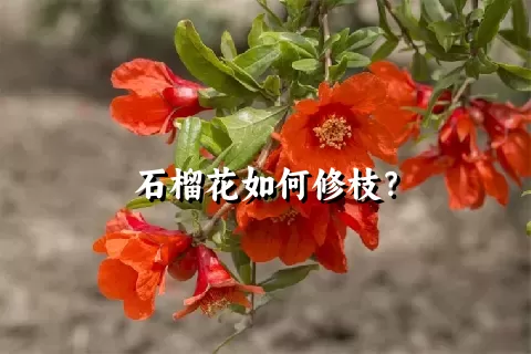 石榴花如何修枝？