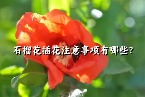 石榴花插花注意事项有哪些？