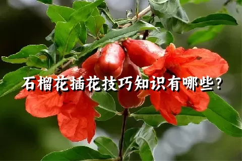 石榴花插花技巧知识有哪些？