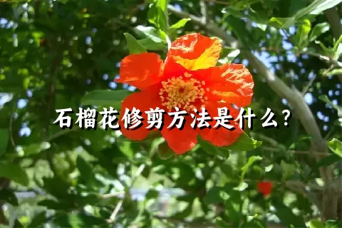 石榴花修剪方法是什么？