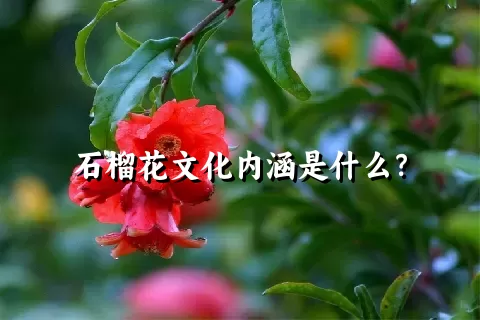 石榴花文化内涵是什么？