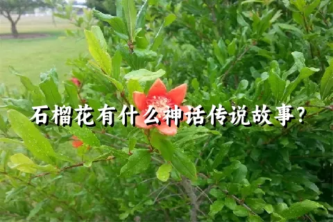 石榴花有什么神话传说故事？