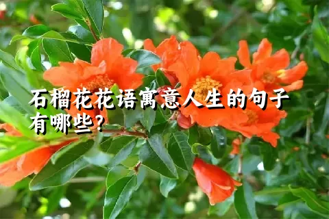 石榴花花语寓意人生的句子有哪些？