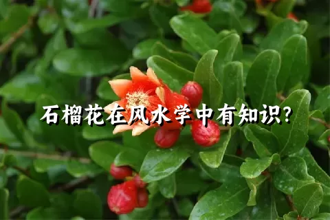 石榴花在风水学中有知识？