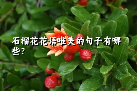 石榴花花语唯美的句子有哪些？