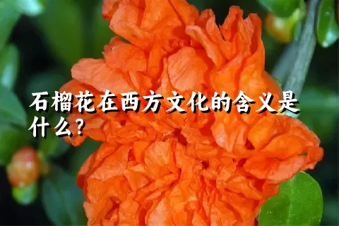 石榴花在西方文化的含义是什么？