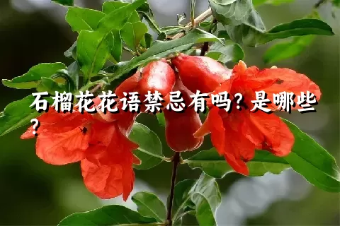 石榴花花语禁忌有吗？是哪些？