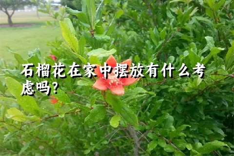 石榴花在家中摆放有什么考虑吗？